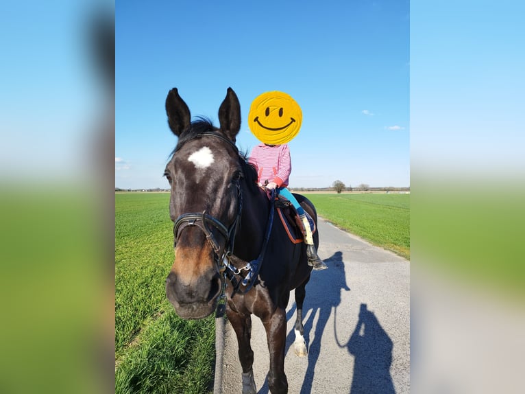 Holsteiner Jument 17 Ans 170 cm Bai brun in Kamp-Lintfort