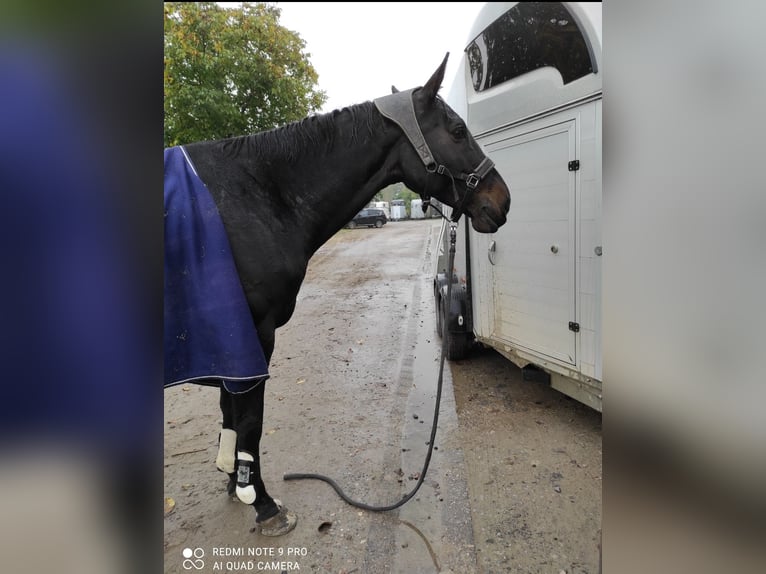 Holsteiner Jument 17 Ans 170 cm Bai brun in Kamp-Lintfort