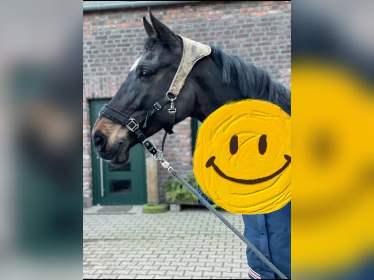 Holsteiner Jument 17 Ans 170 cm Bai brun in Kamp-Lintfort