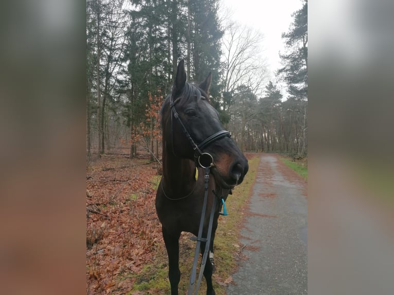 Holsteiner Jument 17 Ans 172 cm Bai brun foncé in Uslar