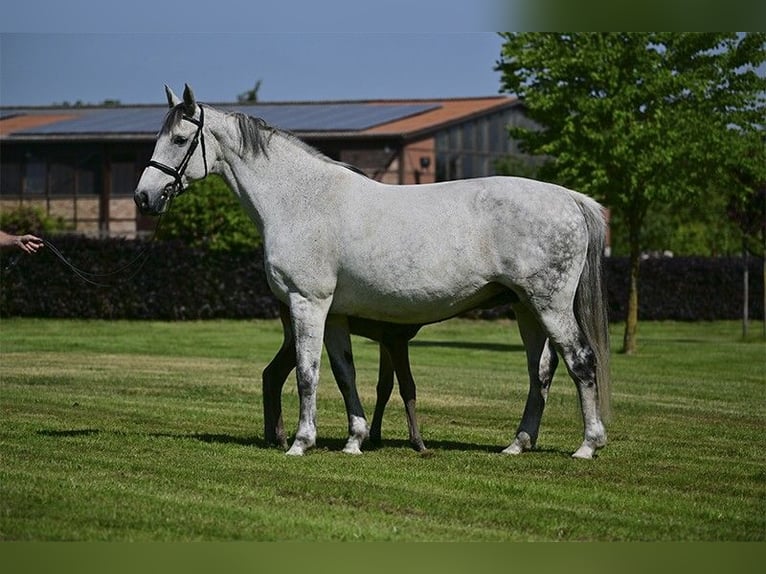 Holsteiner Jument 17 Ans 172 cm Gris in Zossen