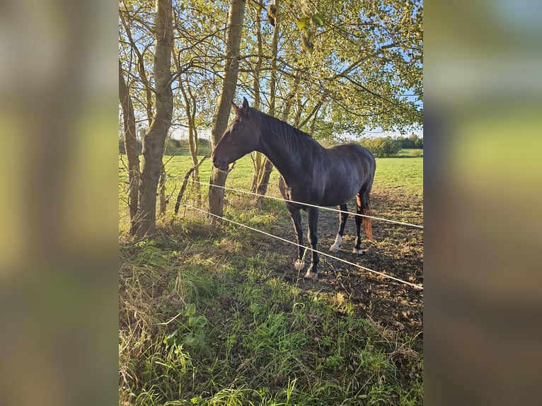Holsteiner Jument 17 Ans 174 cm Bai in Eggebek