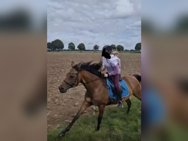 Holsteiner Jument 18 Ans 158 cm Bai in Silzen