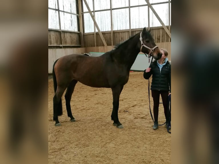 Holsteiner Jument 18 Ans 158 cm Bai in Silzen