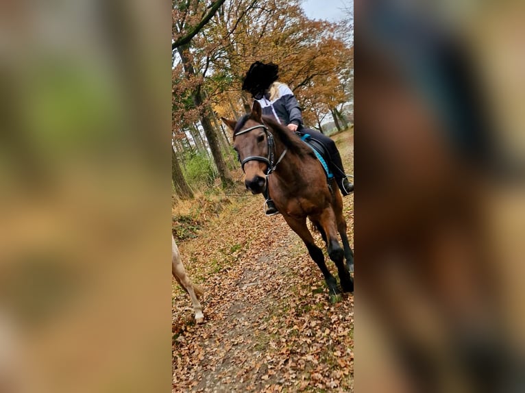 Holsteiner Jument 18 Ans 158 cm Bai in Silzen