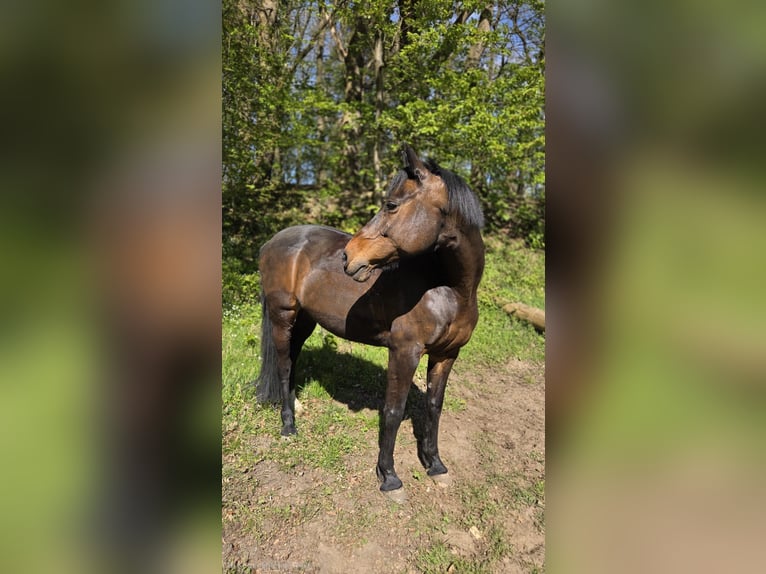 Holsteiner Jument 18 Ans 160 cm Bai in Kleve