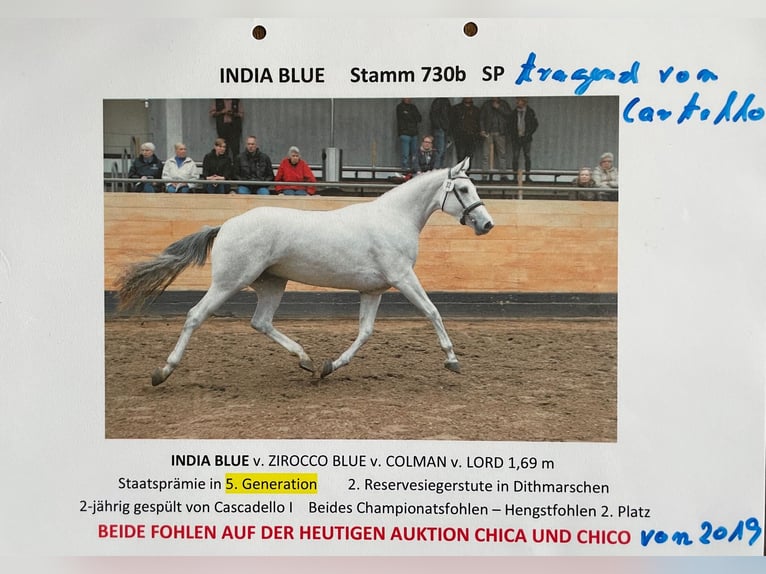 Holsteiner Jument 18 Ans 165 cm Bai in W&#xF6;hrden