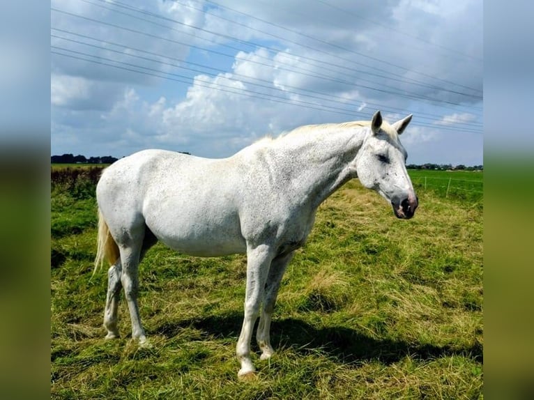 Holsteiner Jument 18 Ans 166 cm Gris in Seester