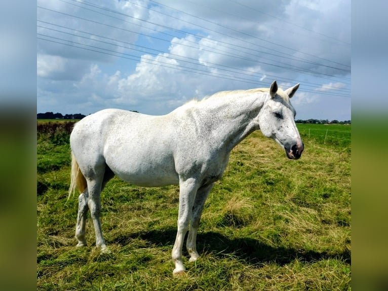 Holsteiner Jument 18 Ans 167 cm Gris in Elmshorn Holsteiner Jument 18 Ans 167 cm Gris in Elmshorn