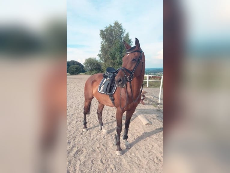 Holsteiner Jument 18 Ans 168 cm Bai in Berndorf