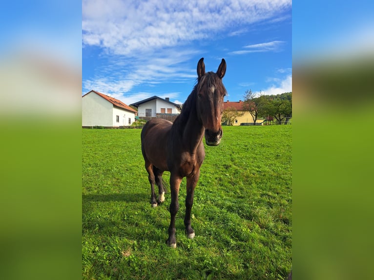 Holsteiner Jument 18 Ans 168 cm Bai in Schlüchtern