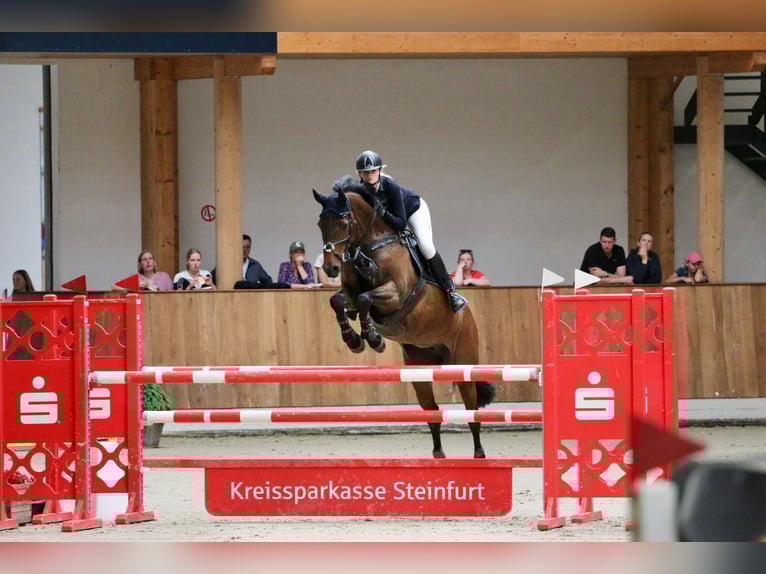 Holsteiner Jument 18 Ans 168 cm Bai in Tecklenburg