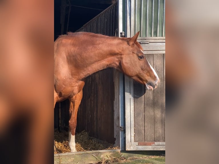 Holsteiner Jument 18 Ans 172 cm Alezan in Quarnbek