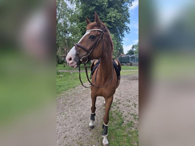 Holsteiner Jument 18 Ans 172 cm Alezan in Quarnbek