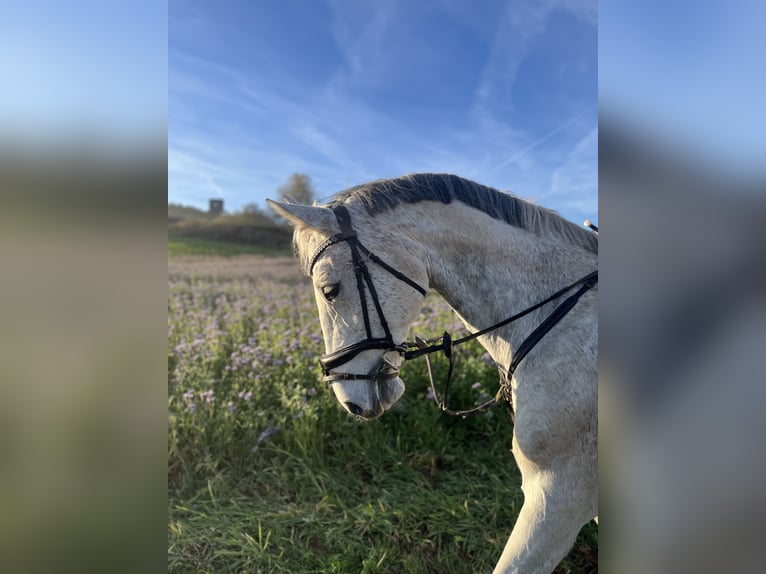 Holsteiner Jument 18 Ans 172 cm Gris in Kletkamp