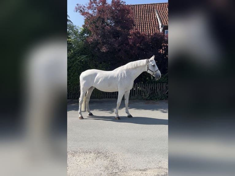 Holsteiner Jument 18 Ans 172 cm Gris in Herne