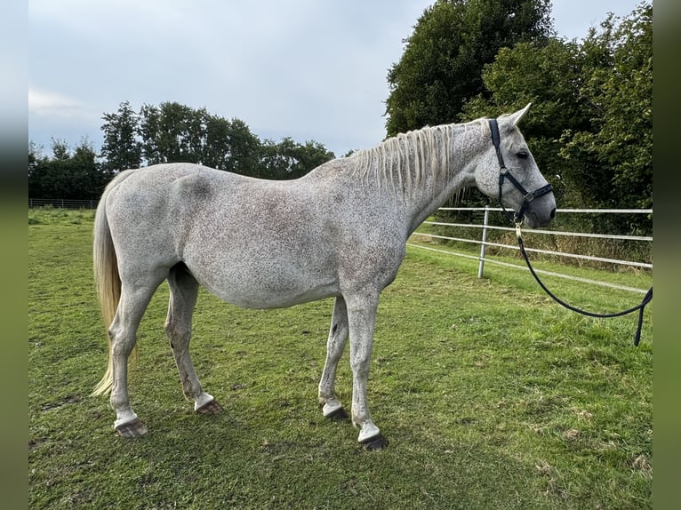 Holsteiner Jument 18 Ans 173 cm Gris in Oersdorf
