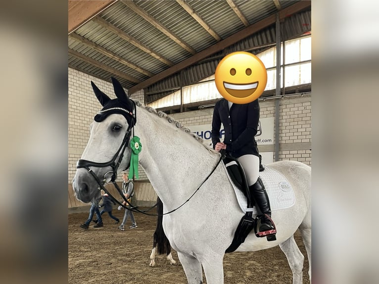 Holsteiner Jument 18 Ans 185 cm Gris in Delbr&#xFC;ck