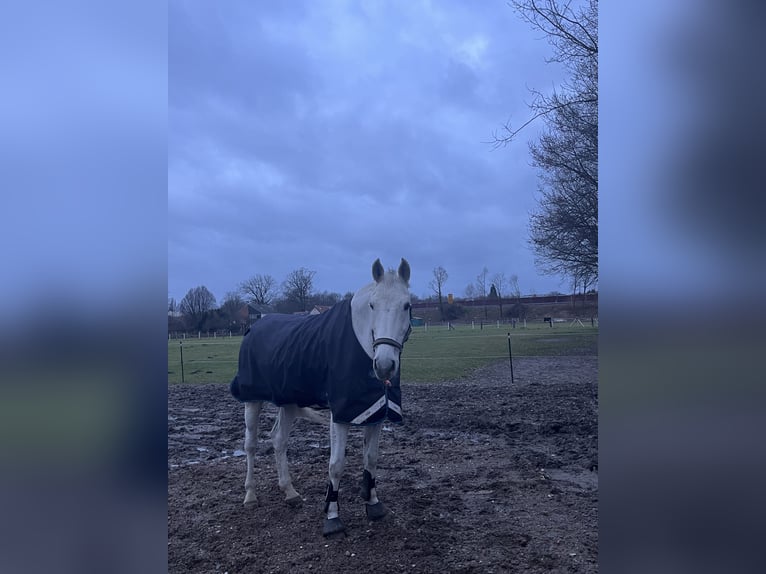 Holsteiner Jument 18 Ans 185 cm Gris in Delbr&#xFC;ck
