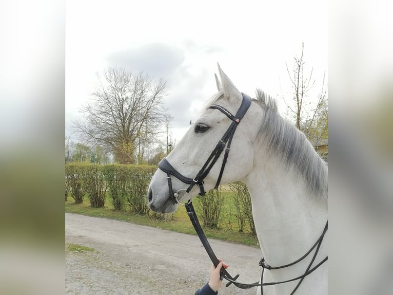 Holsteiner Jument 18 Ans 185 cm Gris in Delbr&#xFC;ck