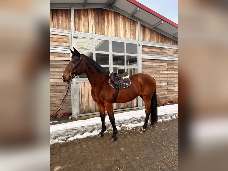Holsteiner Jument 19 Ans 167 cm Bai brun in Leipzig