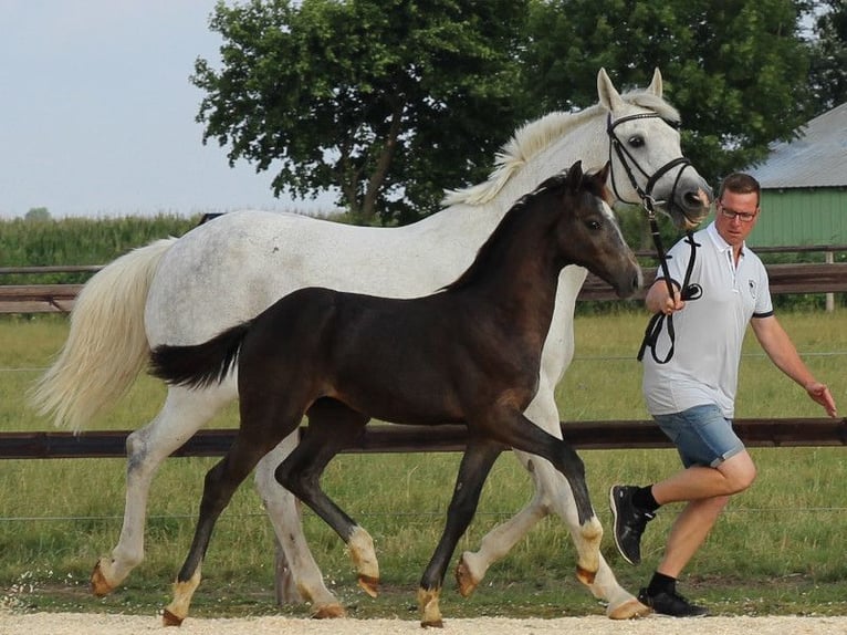Holsteiner Jument 19 Ans 170 cm Gris in Kaiser-Wilhelm-Koog