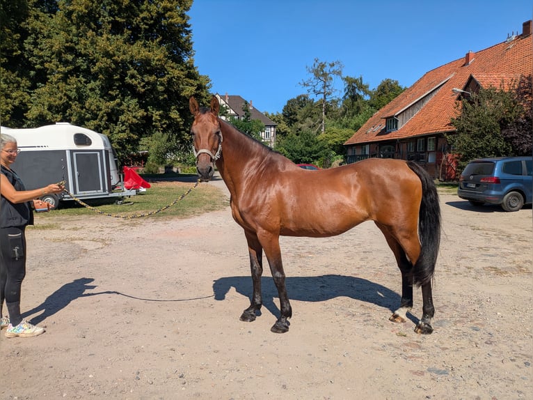 Holsteiner Jument 19 Ans 172 cm Bai in Neustadt am R&#xFC;benberge