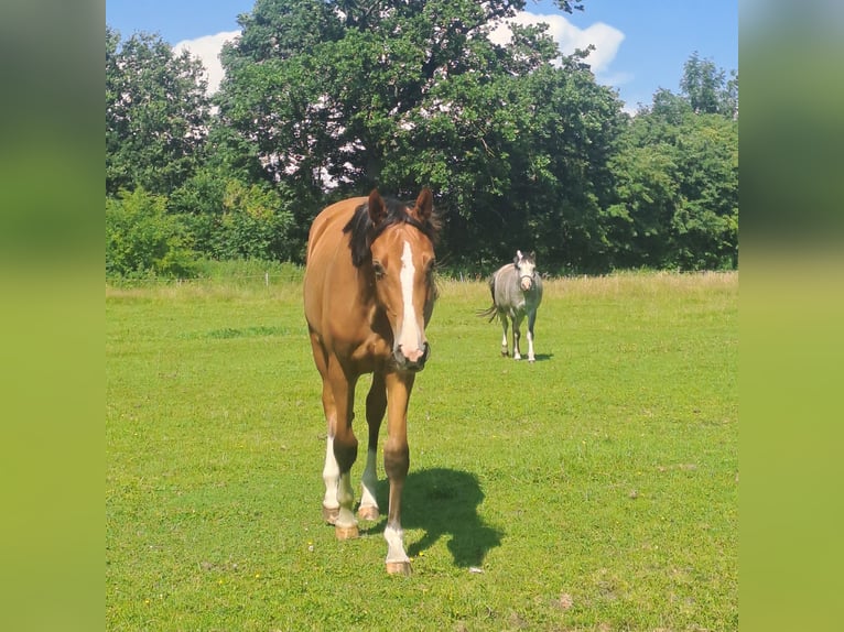Holsteiner Jument 1 Année 165 cm Bai in Dörpum