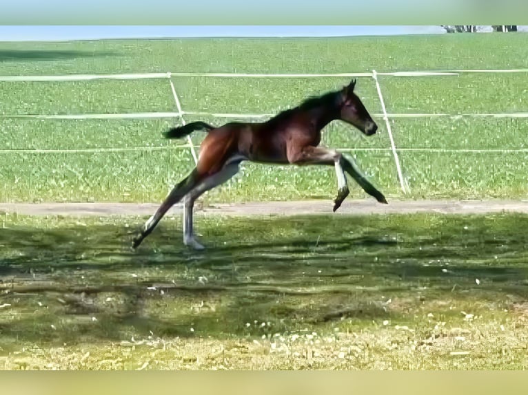 Holsteiner Jument 1 Année 172 cm Bai in Münsingen