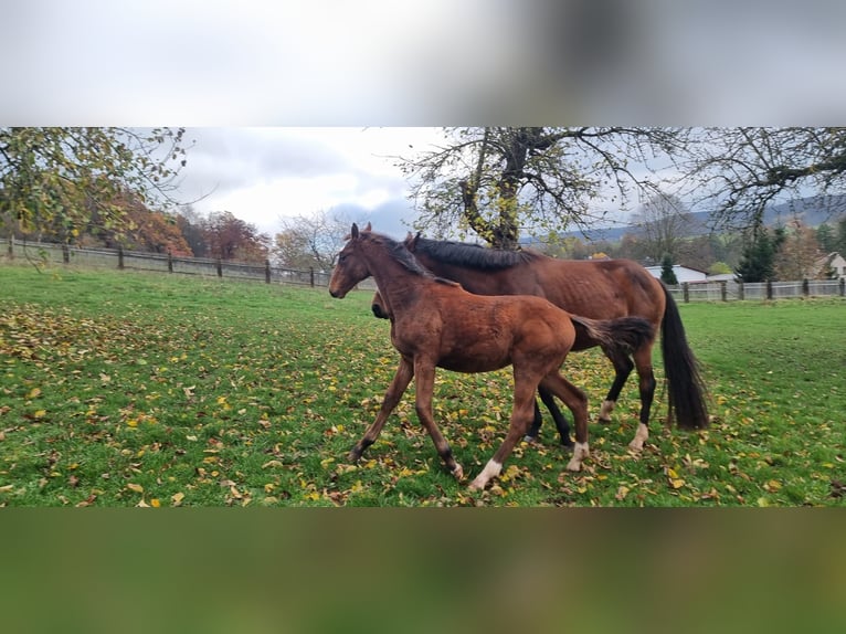 Holsteiner Jument 1 Année Alezan in Bodenreide
