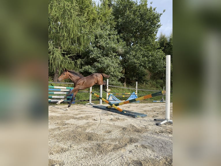 Holsteiner Jument 1 Année Bai brun foncé in Moos