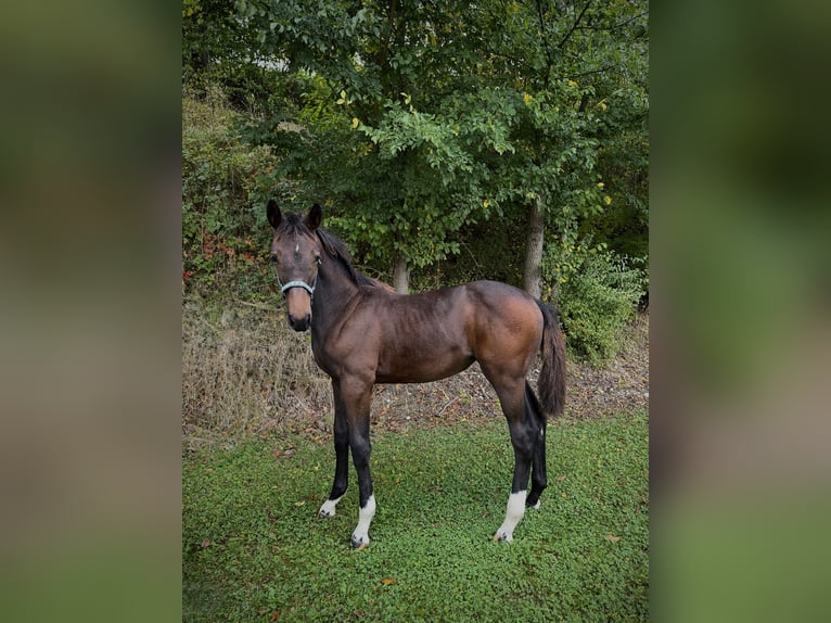 Holsteiner Jument 1 Année Bai brun foncé in Moos