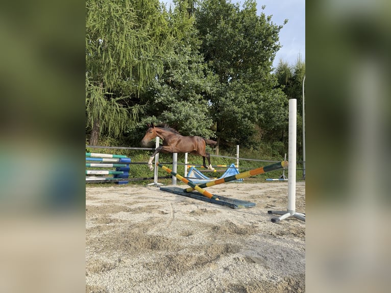 Holsteiner Jument 1 Année Bai brun foncé in Moos