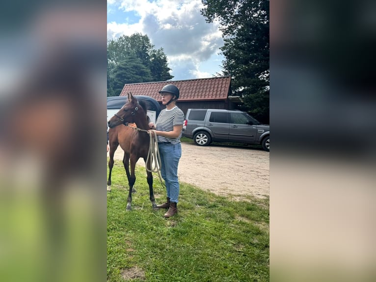 Holsteiner Jument 1 Année Bai in Reesdorf