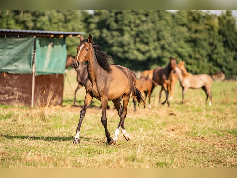 Holsteiner Jument 1 Année Bai in Glandorf