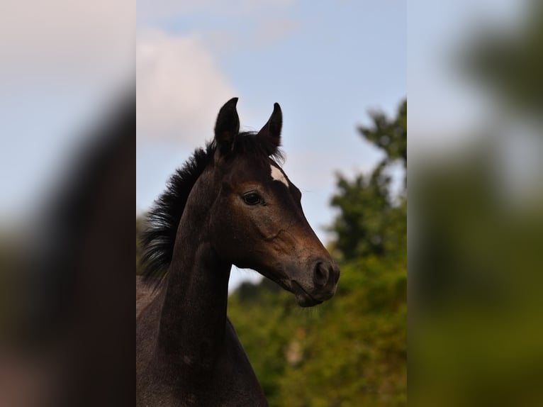 Holsteiner Jument 1 Année Peut devenir gris in Bunsoh