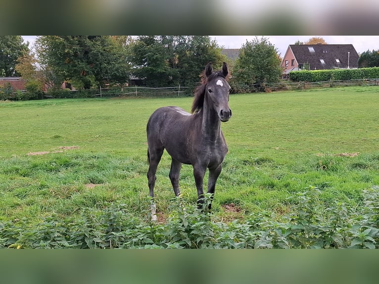 Holsteiner Jument 1 Année Peut devenir gris in Bunsoh