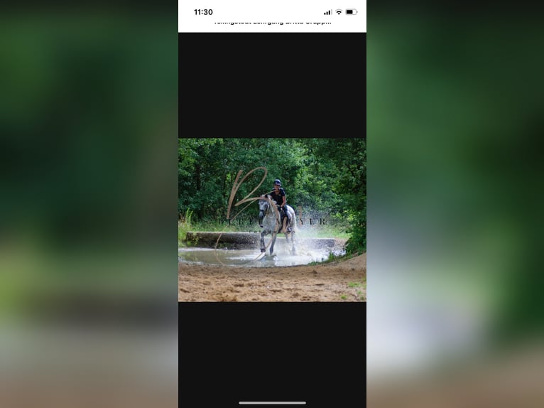 Holsteiner Jument 1 Année Peut devenir gris in Bunsoh