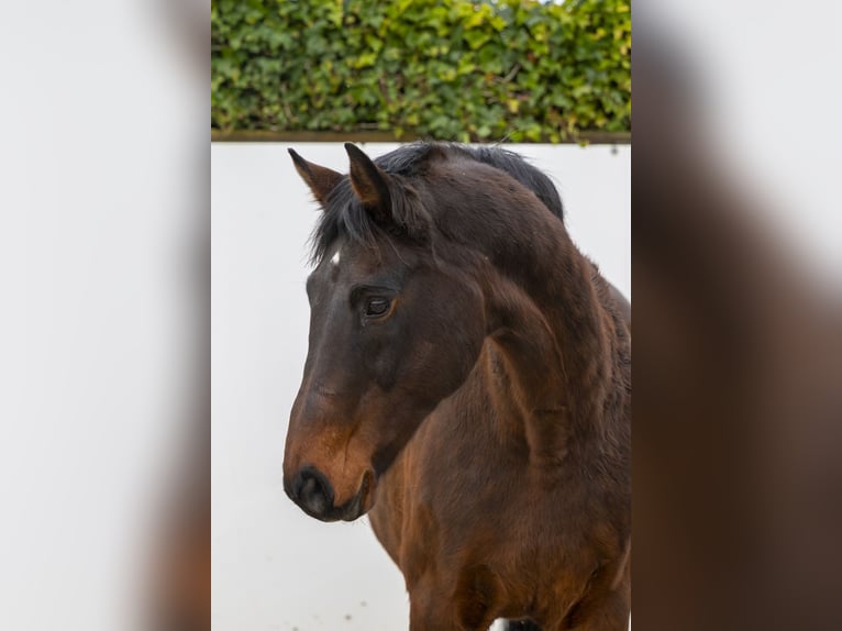 Holsteiner Jument 20 Ans 167 cm Bai in Waddinxveen