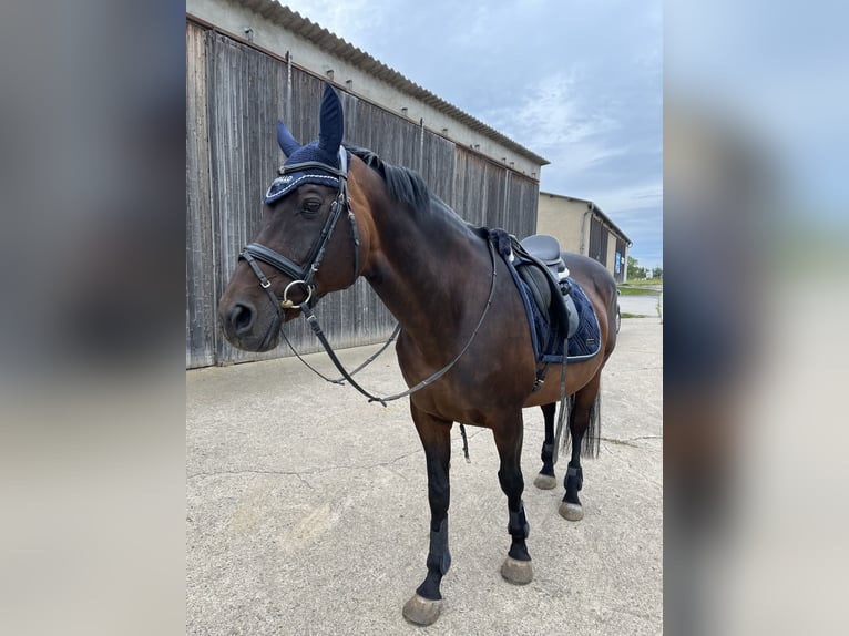 Holsteiner Jument 20 Ans 169 cm Bai in Werneck