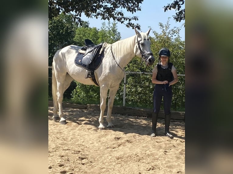 Holsteiner Jument 20 Ans 170 cm Gris in Großolbersdorf