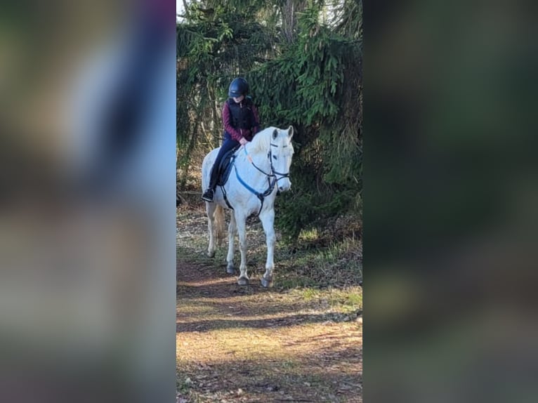Holsteiner Jument 20 Ans 170 cm Gris in Großolbersdorf