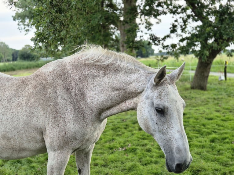 Holsteiner Jument 21 Ans 162 cm Gris moucheté in Ecklak