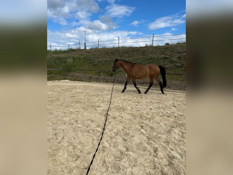 Holsteiner Jument 22 Ans 165 cm Bai in NortheimNortheim