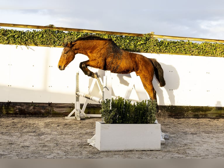 Holsteiner Jument 22 Ans 165 cm Bai in Waddinxveen