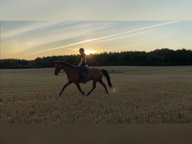 Holsteiner Jument 24 Ans 163 cm Bai in Schenefeld