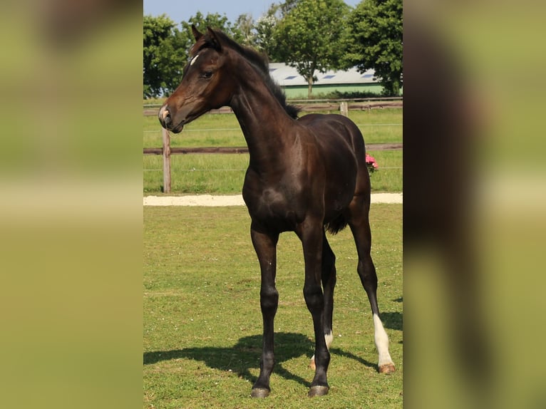 Holsteiner Jument 2 Ans 155 cm Bai brun in Kaiser-Wilhelm-Koog