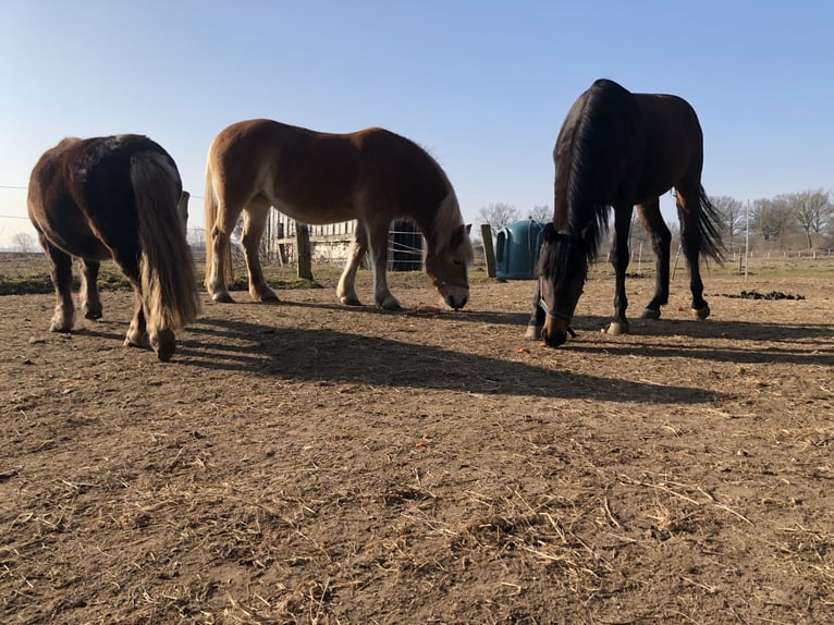 Holsteiner Jument 2 Ans 160 cm Bai brun in Todesfelde