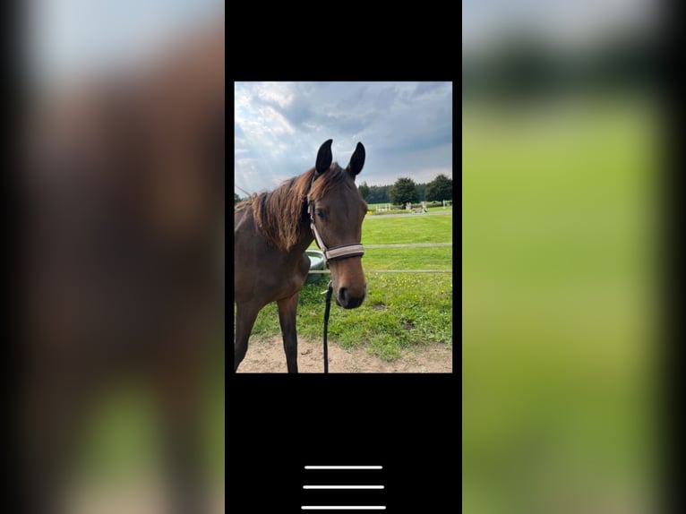 Holsteiner Jument 2 Ans 160 cm Bai in Hohenlockstedt