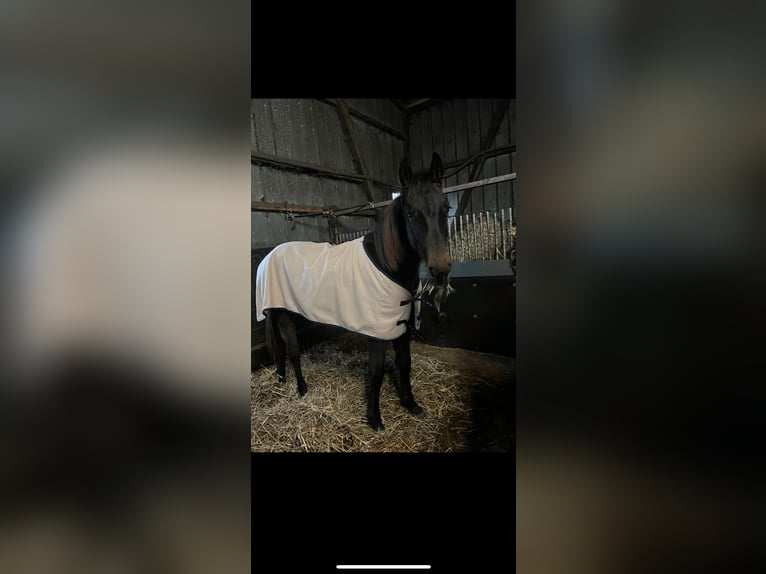 Holsteiner Jument 2 Ans 160 cm Bai in Hohenlockstedt